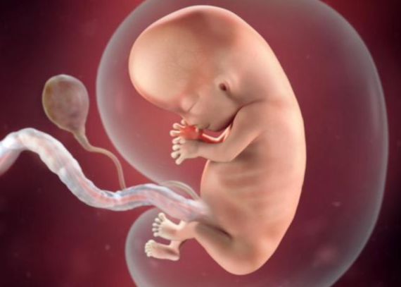 Quá trình hình thành và phát triển thai nhi theo từng tuần - Tuần thứ 09