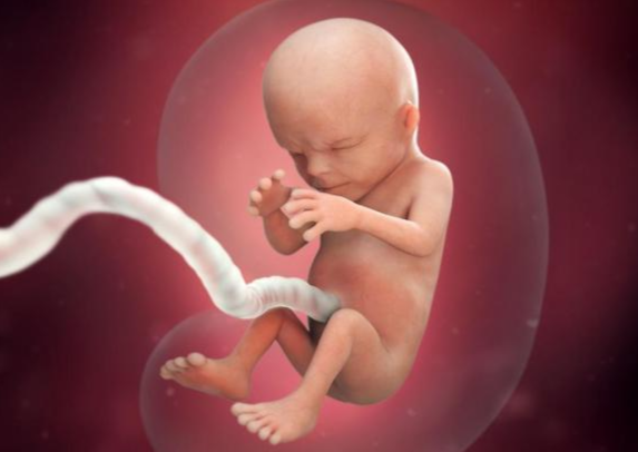 Quá trình hình thành và phát triển thai nhi theo từng tuần - Thai nhi giữa thai kỳ