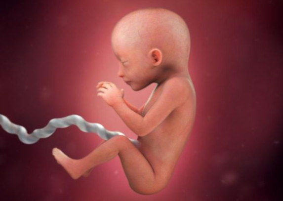 Quá trình hình thành và phát triển thai nhi theo từng tuần - Tuần thứ 18