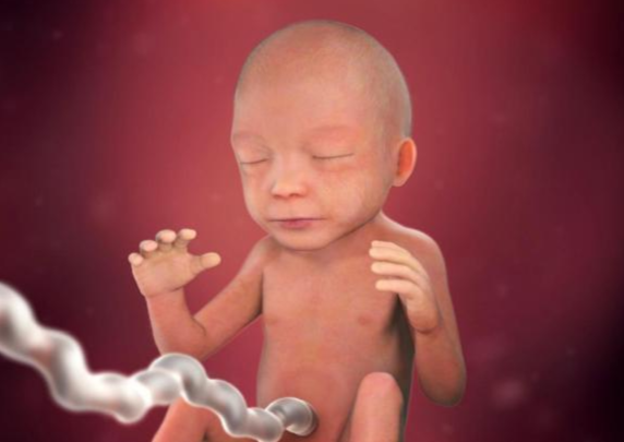 Quá trình hình thành và phát triển thai nhi theo từng tuần - Tuần thứ 21
