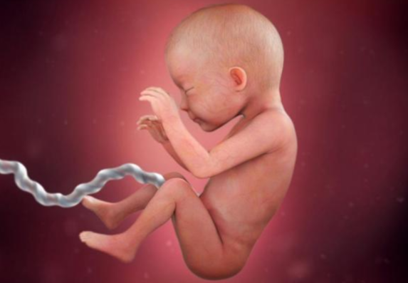 Quá trình hình thành và phát triển thai nhi theo từng tuần - Tuần thứ 25