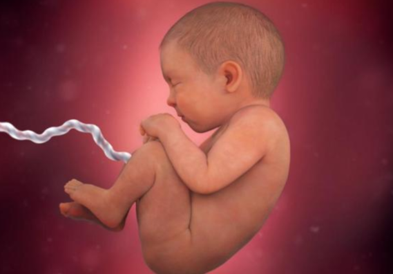 Quá trình hình thành và phát triển thai nhi theo từng tuần - Tuần thứ 39